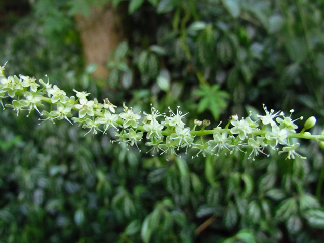 Anredera cordifolia (12)